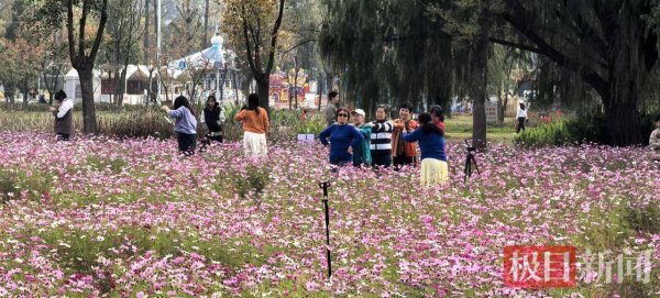 宝钜证券 昔日“水淹七军”古战场，今朝已成浪漫花海