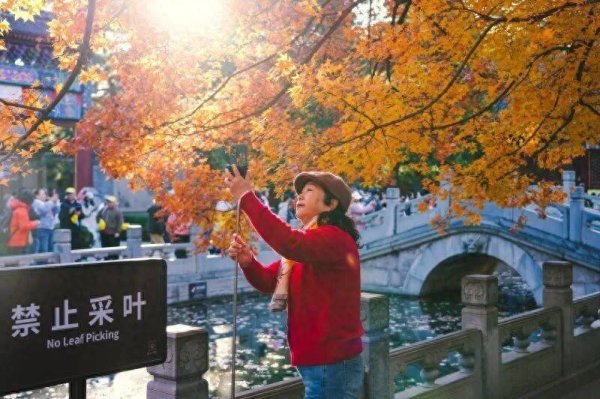红股网 京城寻秋 | 漫山斑斓正当时！香山红叶迎最佳观赏期