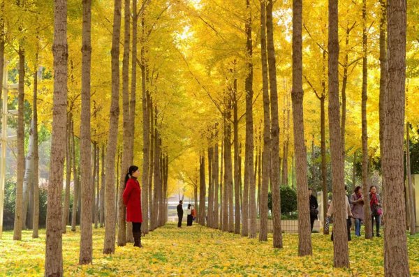 易富配资 把黄叶印到手帕上！郑州市区最大银杏林迎来“颜值巅峰”
